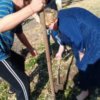 День древонасаждения